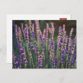 Schöne Sunlit Lavender Blume Postkarte (Vorne/Hinten)