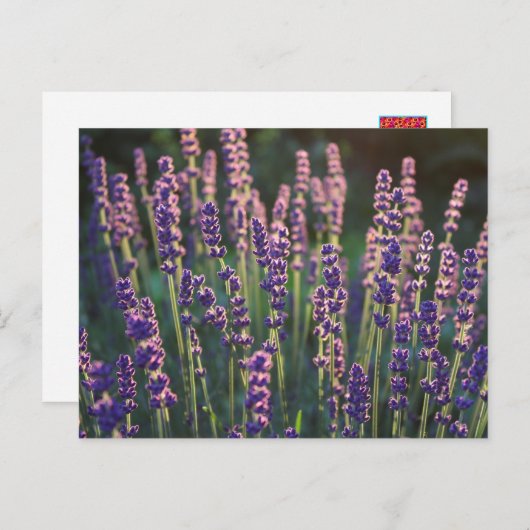 Schöne Sunlit Lavender Blume Postkarte (Vorne/Hinten)