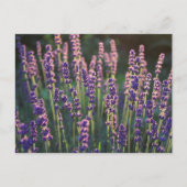 Schöne Sunlit Lavender Blume Postkarte (Vorderseite)