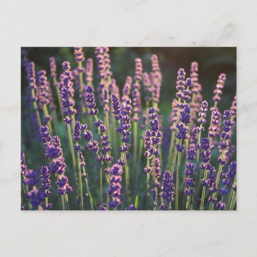 Schöne Sunlit Lavender Blume Postkarte (Vorderseite)