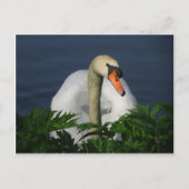 Schöne Swan DIY Postcard Postkarte (Vorderseite)