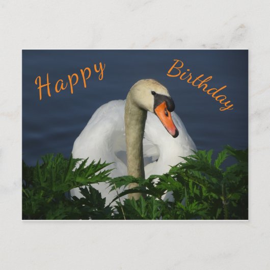 Schöne Swan Happy Birthday Postcard Postkarte (Vorderseite)
