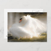 Schöne Swan Post Card Postkarte (Vorne/Hinten)
