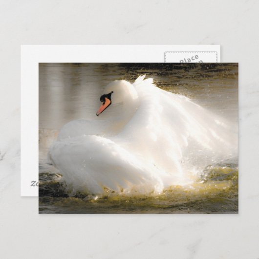 Schöne Swan Post Card Postkarte (Vorne/Hinten)