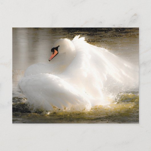 Schöne Swan Post Card Postkarte (Vorderseite)