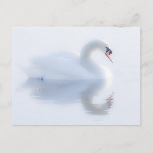 Schöne Swan Postcard Postkarte