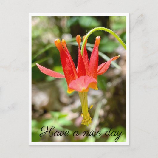 Schöne Tage Postkarte (Vorderseite)