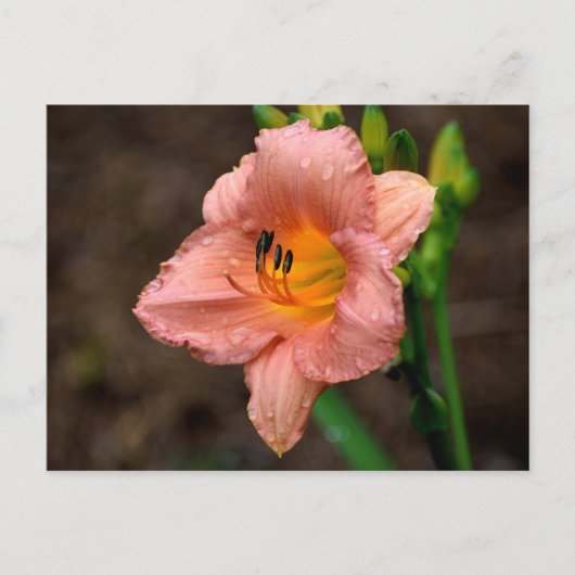 Schöne Taglilie Blume Postkarte (Vorderseite)