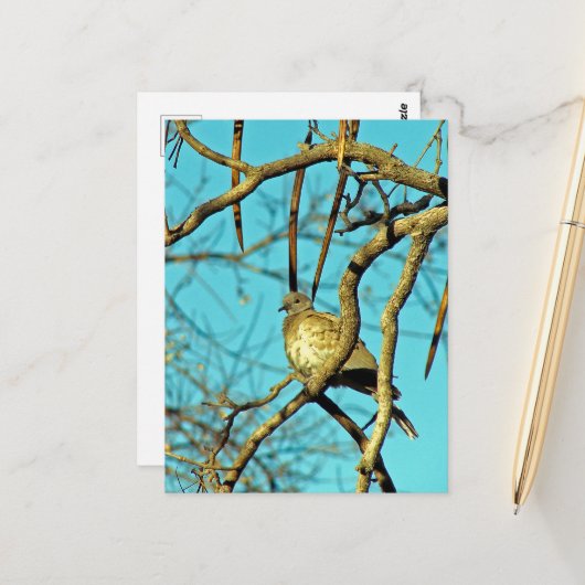 Schöne Taube in einem Baum Postkarte (Vorderseite/Rückseite Beispiel)