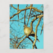 Schöne Taube in einem Baum Postkarte (Vorderseite)