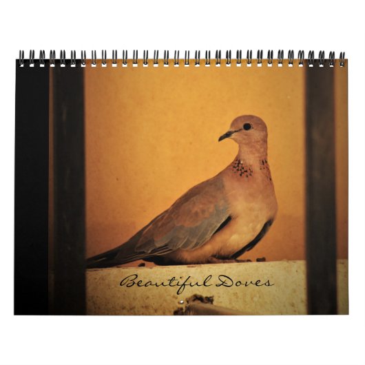 Schöne Tauben-Kalender Kalender (Titelbild)