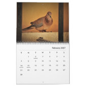 Schöne Tauben-Kalender Kalender (Feb 2027)