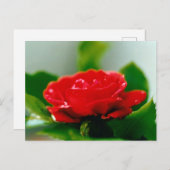 Schöne Taubentropfen für die Rote Rose Postkarte (Vorne/Hinten)