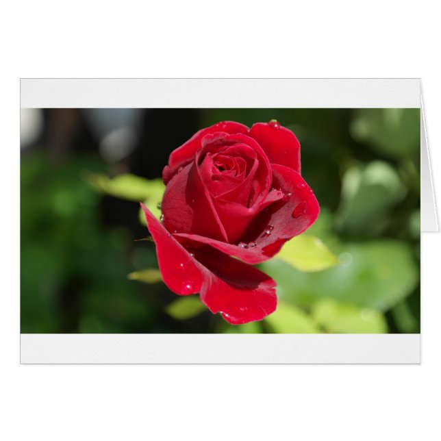 Schöne tiefe Rote Rose (Vorderseite (Horizontal))