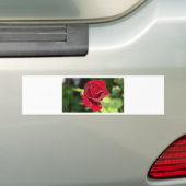 Schöne tiefe Rote Rose Autoaufkleber (Auf Auto)