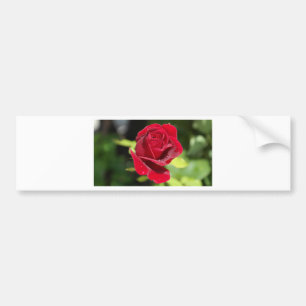 Schöne tiefe Rote Rose Autoaufkleber