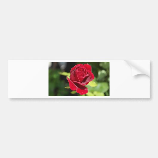 Schöne tiefe Rote Rose Autoaufkleber (Vorne)