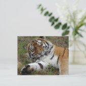 Schöne Tiger DIY Postcard Postkarte (Stehend Vorderseite)