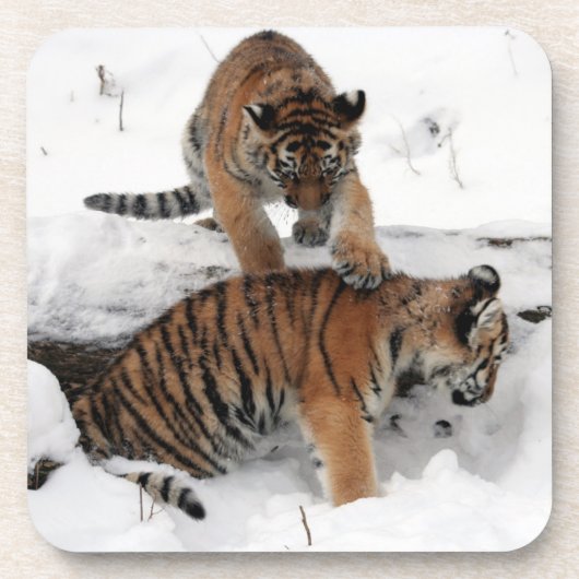 Schöne Tigerjungen spielen im Schnee Getränkeuntersetzer (Vorderseite)