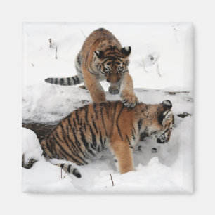 Schöne Tigerjungen spielen im Schnee Magnet