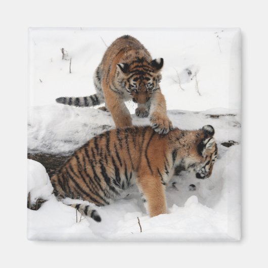 Schöne Tigerjungen spielen im Schnee Magnet (Vorne)