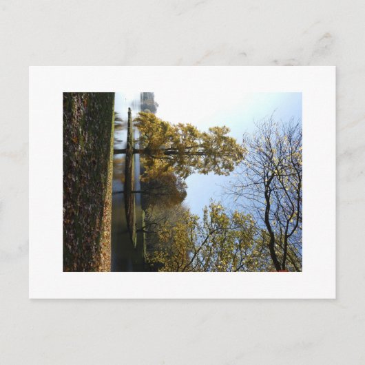 Schöne Tree Postcard Postkarte (Vorderseite)