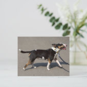 Schöne, trifarbige Bullterre Postkarte (Stehend Vorderseite)