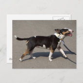 Schöne, trifarbige Bullterre Postkarte (Vorne/Hinten)