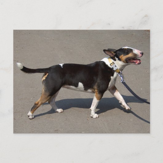 Schöne, trifarbige Bullterre Postkarte (Vorderseite)