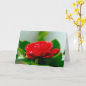 Schöne Tropfen der Rote Rose morgens Karte (Gelbe Blume)