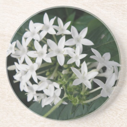 Schöne tropische Blume Untersetzer (Vorne)