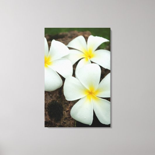 Schöne tropische Blüten im Südpazifik Leinwanddruck (Vorderseite)