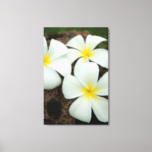 Schöne tropische Blüten im Südpazifik Leinwanddruck