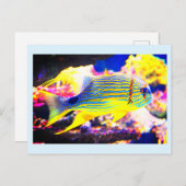 Schöne tropische Fische Postkarte (Vorne/Hinten)