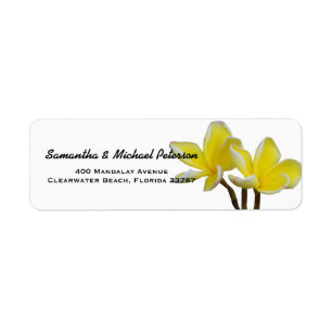 Schöne tropische Plumeria-Blumen