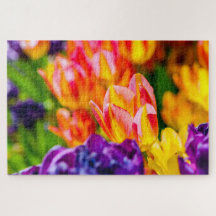 Schöne Tulip-Blume