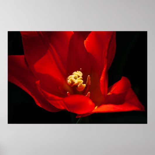 Schöne Tulip Flower Fotografie Poster (Vorne)