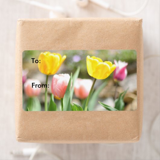 Schöne Tulipen in der Sonne (Insitu)