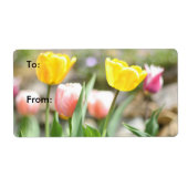 Schöne Tulipen in der Sonne (Vorne)