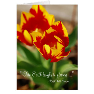 Schöne Tulips