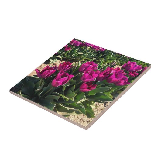 Schöne Tulips Fliese (Seite)