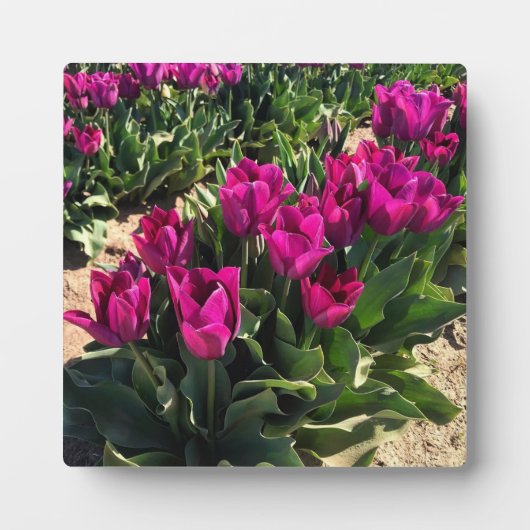 Schöne Tulips Fotoplatte (Vorderseite)