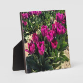 Schöne Tulips Fotoplatte (Vorderseite)
