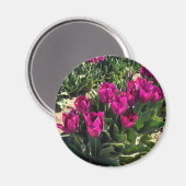 Schöne Tulips Magnet (Vorderseite/Rückseite)