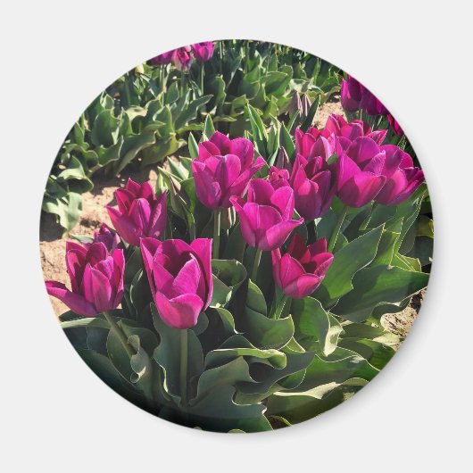 Schöne Tulips Magnet (Vorne)