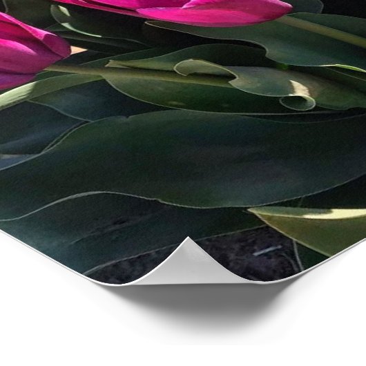 Schöne Tulips Poster (Ecke)