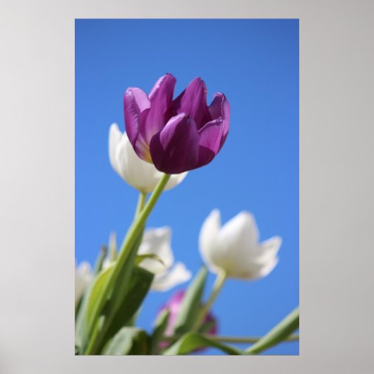 Schöne Tulips Poster (Vorne)
