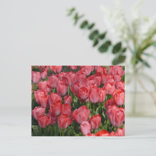 Schöne Tulips Postkarte (Stehend Vorderseite)