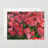 Schöne Tulips Postkarte (Vorne/Hinten)
