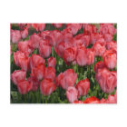 Schöne Tulips Postkarte